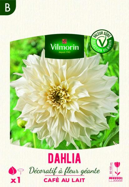 Bulbes à fleurs à planter au printemps - Dahlia décoratif à fleur géante Café au lait XXL (x1) - face recto